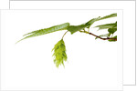 Japanese hornbeam leaves and hop by Anonymous