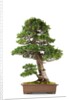 bonsai by Anonymous