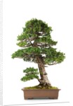 bonsai by Anonymous