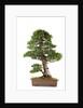 bonsai by Anonymous