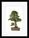 bonsai by Anonymous