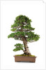 bonsai by Anonymous