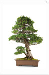 bonsai by Anonymous
