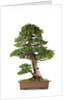 bonsai by Anonymous