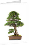 bonsai by Anonymous