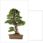 bonsai by Anonymous