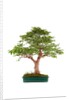 bonsai by Anonymous