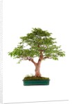 bonsai by Anonymous
