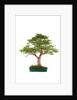 bonsai by Anonymous