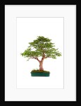 bonsai by Anonymous