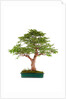 bonsai by Anonymous