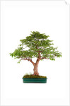bonsai by Anonymous