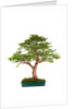 bonsai by Anonymous