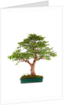 bonsai by Anonymous