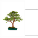 bonsai by Anonymous