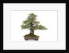 bonsai by Anonymous