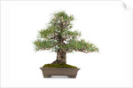 bonsai by Anonymous