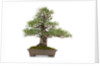 bonsai by Anonymous
