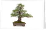 bonsai by Anonymous