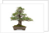 bonsai by Anonymous