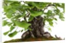 bonsai by Anonymous
