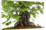 bonsai by Anonymous
