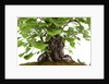 bonsai by Anonymous