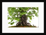 bonsai by Anonymous