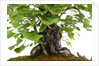 bonsai by Anonymous