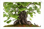 bonsai by Anonymous