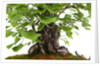 bonsai by Anonymous
