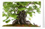 bonsai by Anonymous