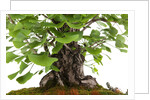 bonsai by Anonymous