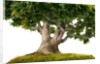 bonsai by Anonymous