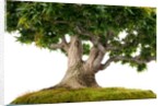 bonsai by Anonymous