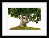 bonsai by Anonymous