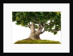 bonsai by Anonymous