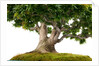bonsai by Anonymous