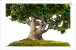bonsai by Anonymous