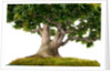 bonsai by Anonymous