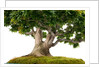 bonsai by Anonymous