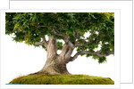 bonsai by Anonymous