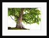 bonsai by Anonymous