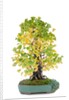 bonsai by Anonymous
