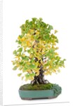 bonsai by Anonymous