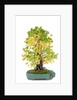 bonsai by Anonymous