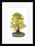 bonsai by Anonymous