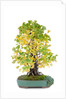 bonsai by Anonymous