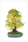 bonsai by Anonymous