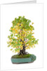 bonsai by Anonymous